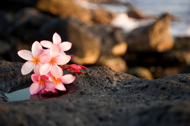 Pink Flower